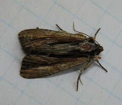 Apamea verbascoides
