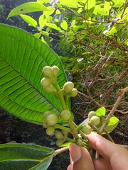 Miconia xalapensis