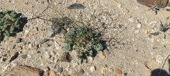 Eriogonum trichopes