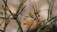 Eriogonum trichopes