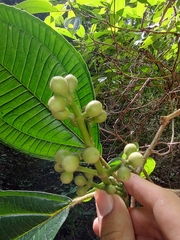 Miconia xalapensis