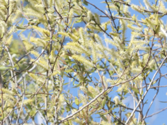 Salix caroliniana