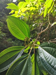 Miconia xalapensis