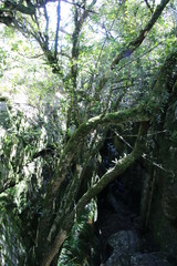 Halleria lucida