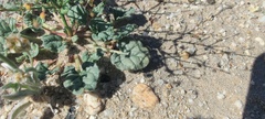 Eriogonum trichopes