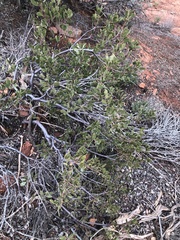 Atriplex canescens