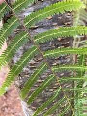 Diplopterygium glaucum