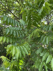 Dysoxylum