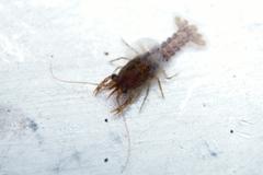 Procambarus gracilis