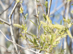 Salix caroliniana