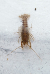 Procambarus gracilis