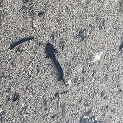 Ambystoma barbouri