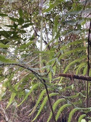 Diplopterygium glaucum