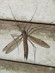 Platytipula