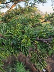 Vachellia robusta