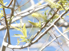 Salix caroliniana