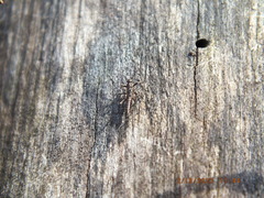 Allocapnia vivipara