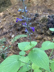 Salvia carnea