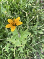 Sclerocarpus uniserialis