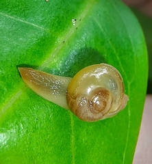 Helicarion perfragilis