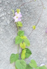 Asystasia gangetica