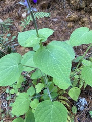 Salvia carnea
