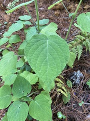 Salvia carnea