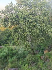 Dombeya rotundifolia