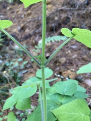 Salvia carnea