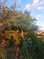 Cussonia paniculata