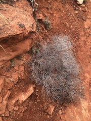 Eriogonum heermannii