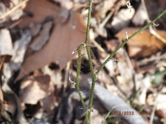 Smilax tamnoides