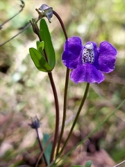 Mimulus gracilis