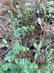 Alchemilla procumbens