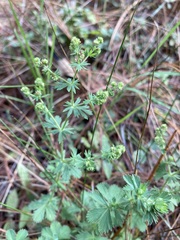 Alchemilla procumbens