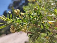 Baccharis heterophylla