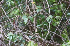 Cryptostegia madagascariensis