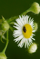 Polymerus
