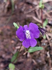 Mimulus gracilis