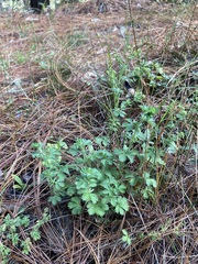 Alchemilla procumbens