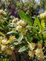 Baccharis heterophylla