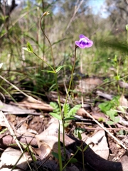 Mimulus gracilis