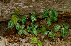 Trillium recurvatum