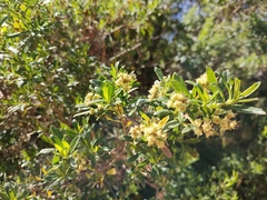 Baccharis heterophylla