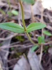 Mimulus gracilis