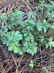 Alchemilla procumbens