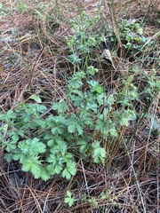 Alchemilla procumbens