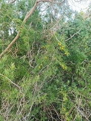 Asparagus falcatus