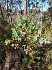 Eucalyptus coccifera
