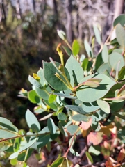 Eucalyptus coccifera